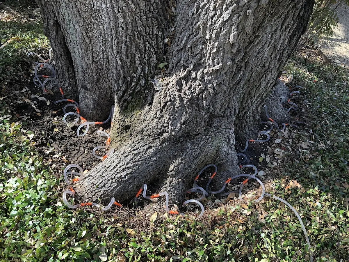 Detailed Tree Cabling and Bracing job site in White Mountain