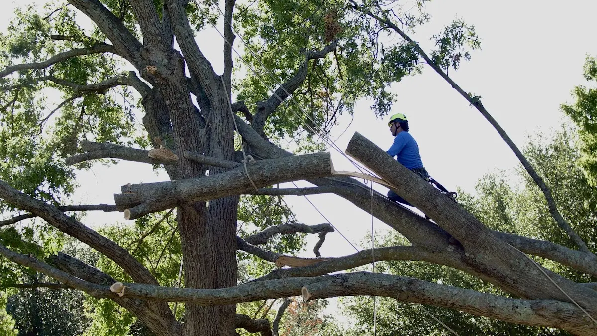 Professional Crown Thinning performed by certified arborists in White Mountain